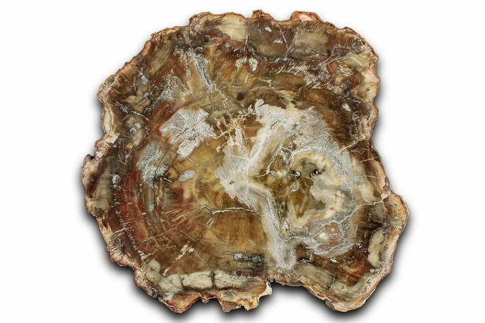 Beautiful Petrified Wood (Araucaria) Slab - Madagascar #344712